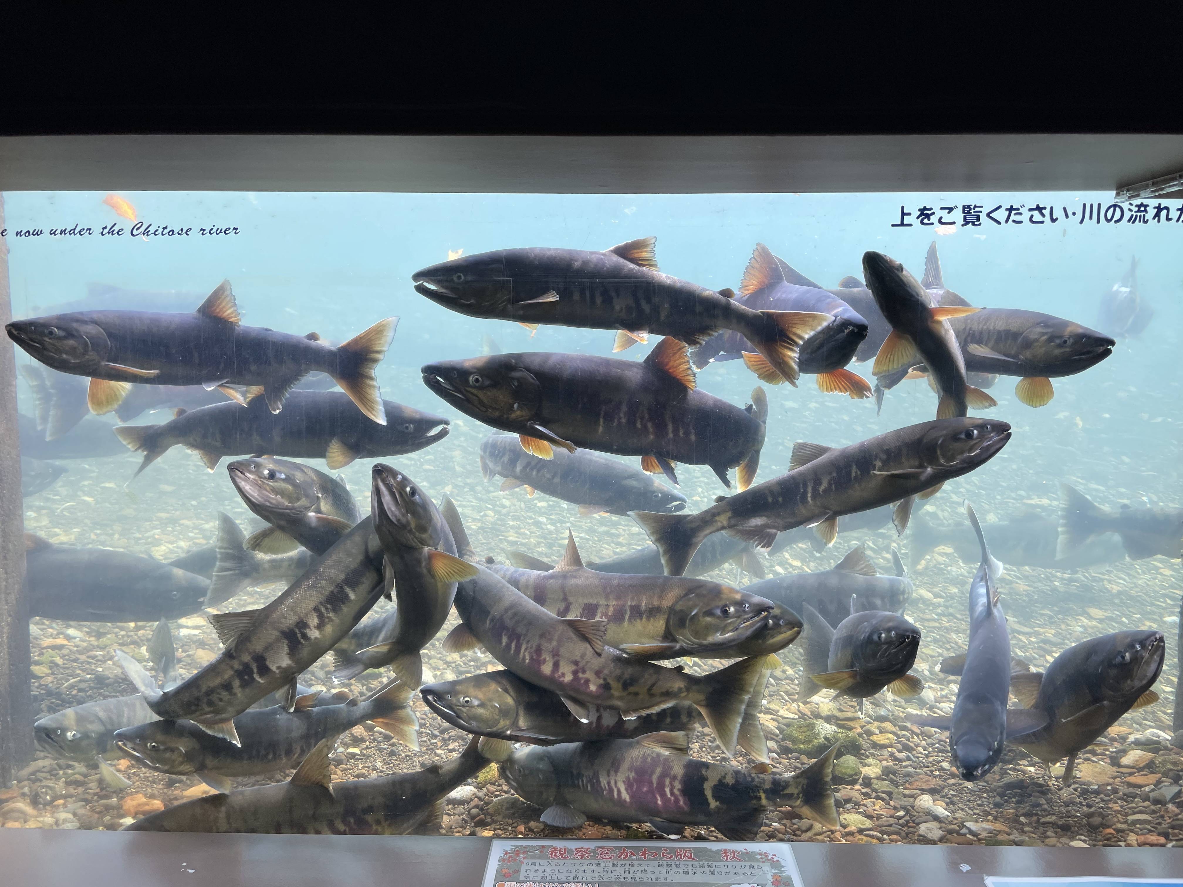 🐟 연어의 고향 치토세 수족관 (사케노 후루사토 치토세 스이조쿠칸) 이미지 6